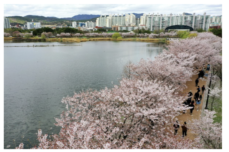 만석공원 벚꽃구경위한 주차장 과 포토존