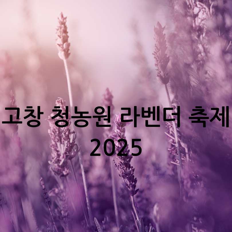 고창 청농원 라벤더 축제 2025