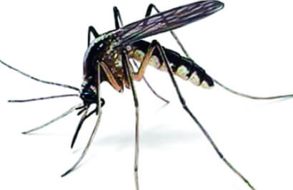 흔히 보는 한국에서의 모기