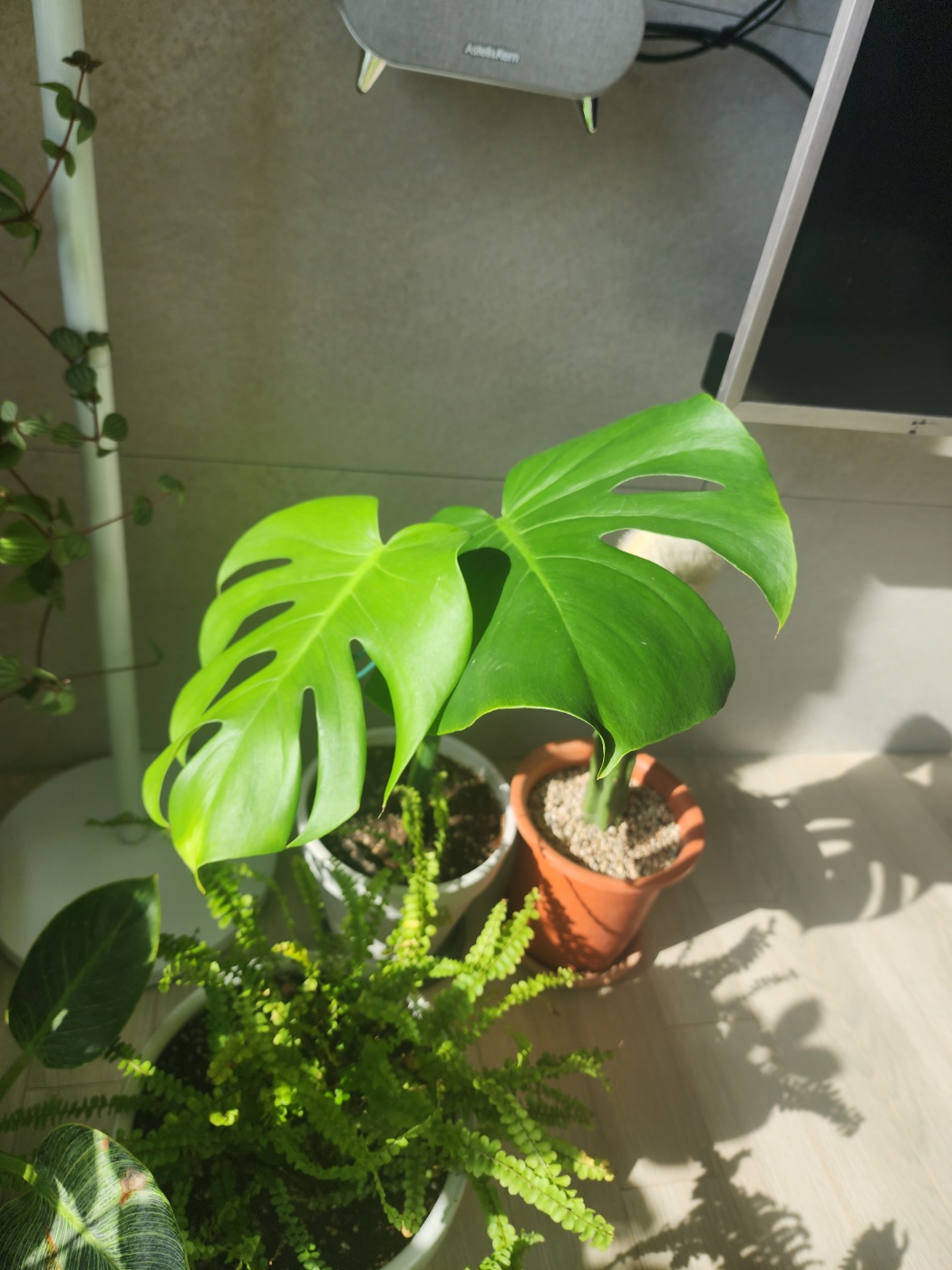 찢잎이 잘 형성된 몬스테라