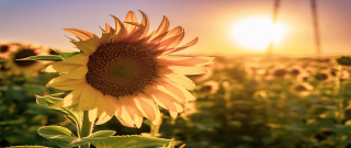 청년도약계좌 은행별 금리