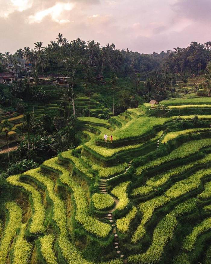 뜨갈랄랑 계단식 논