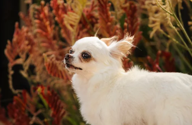 장모치와와/출처:어도비스톡