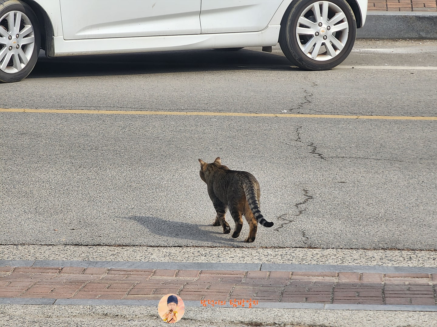고양이
