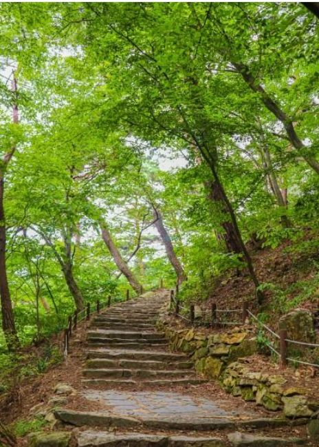 서산 개심사 겹벚꽃·청벚꽃 개화상황