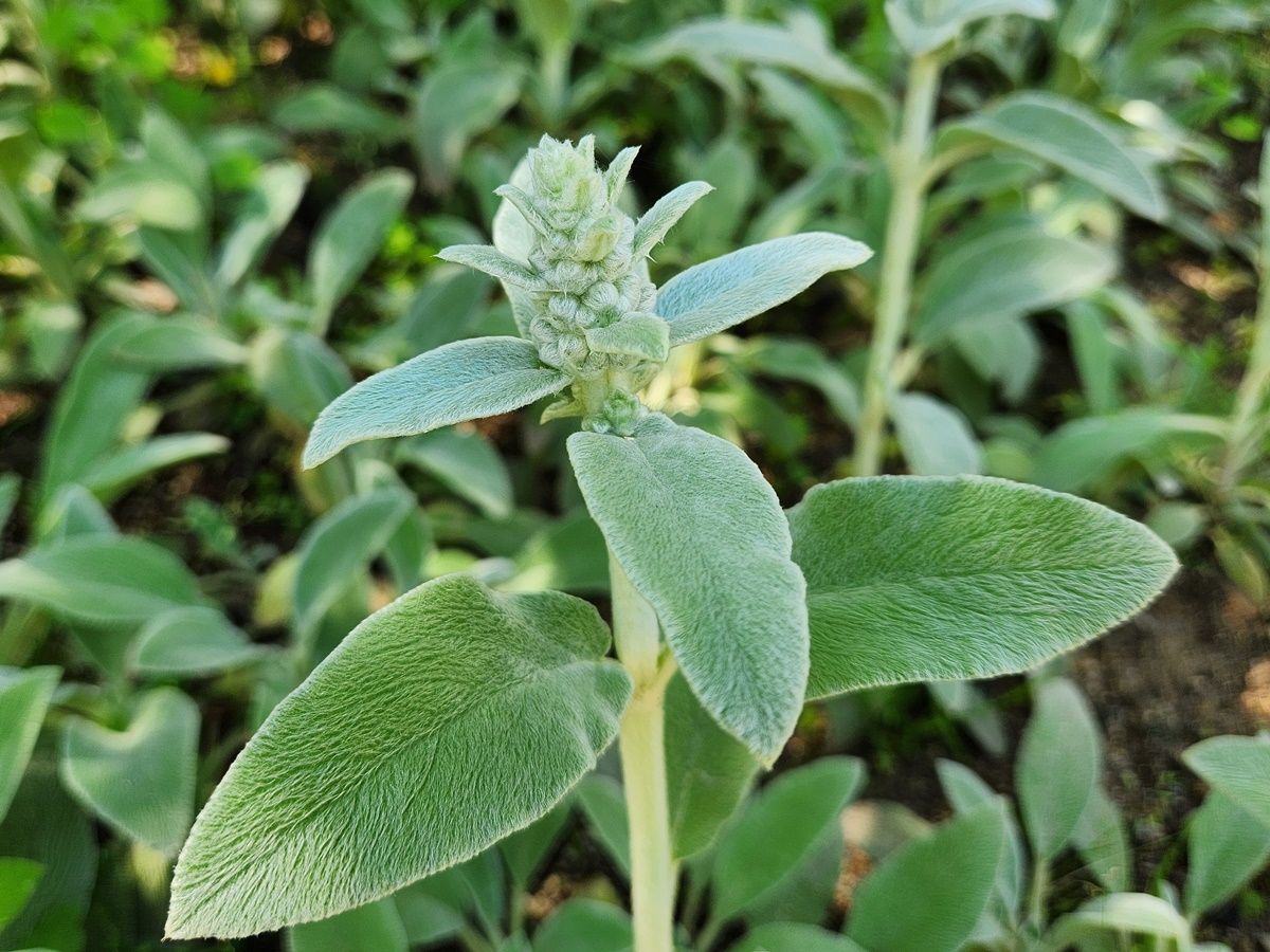 램스이어 Lamb’s ear
