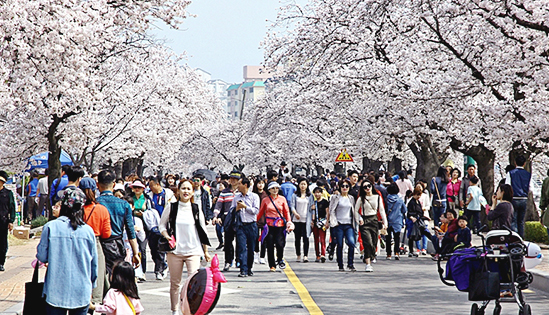 벚꽃 개화시기 축제