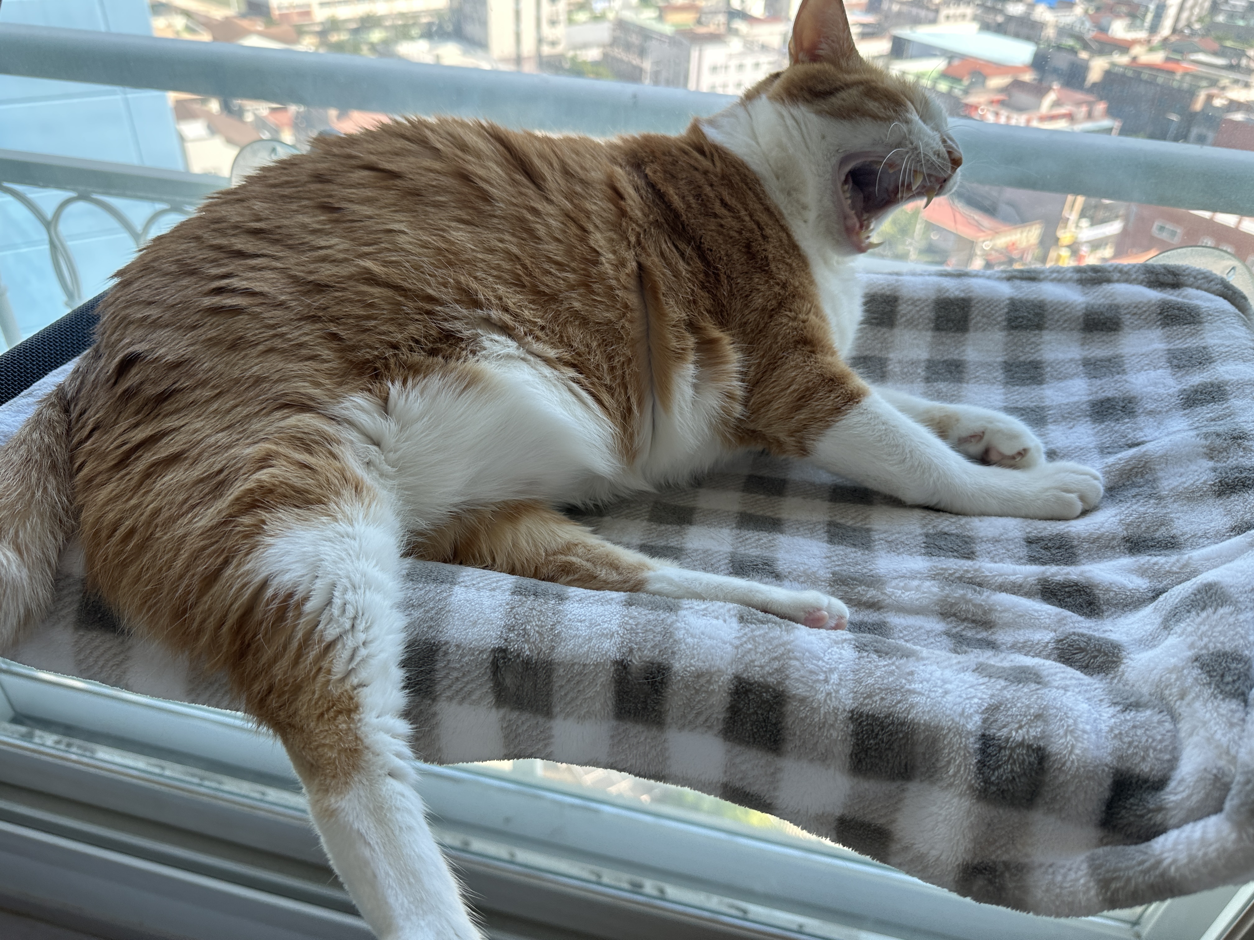 해먹_위에서_하품_하는_호야