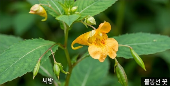 식물의 씨앗 전략