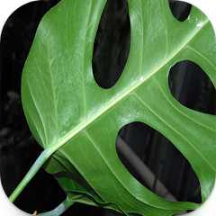 몬스 테라 관상용 식물 기법