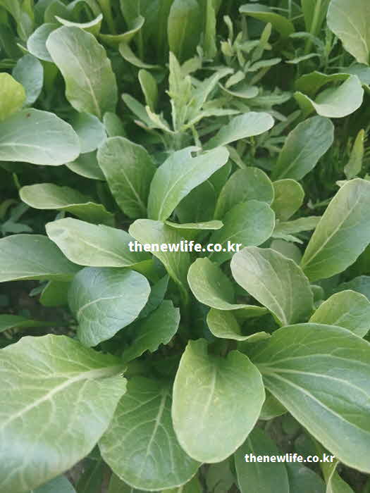 유채 나물 효능 영양성분 비타민 C