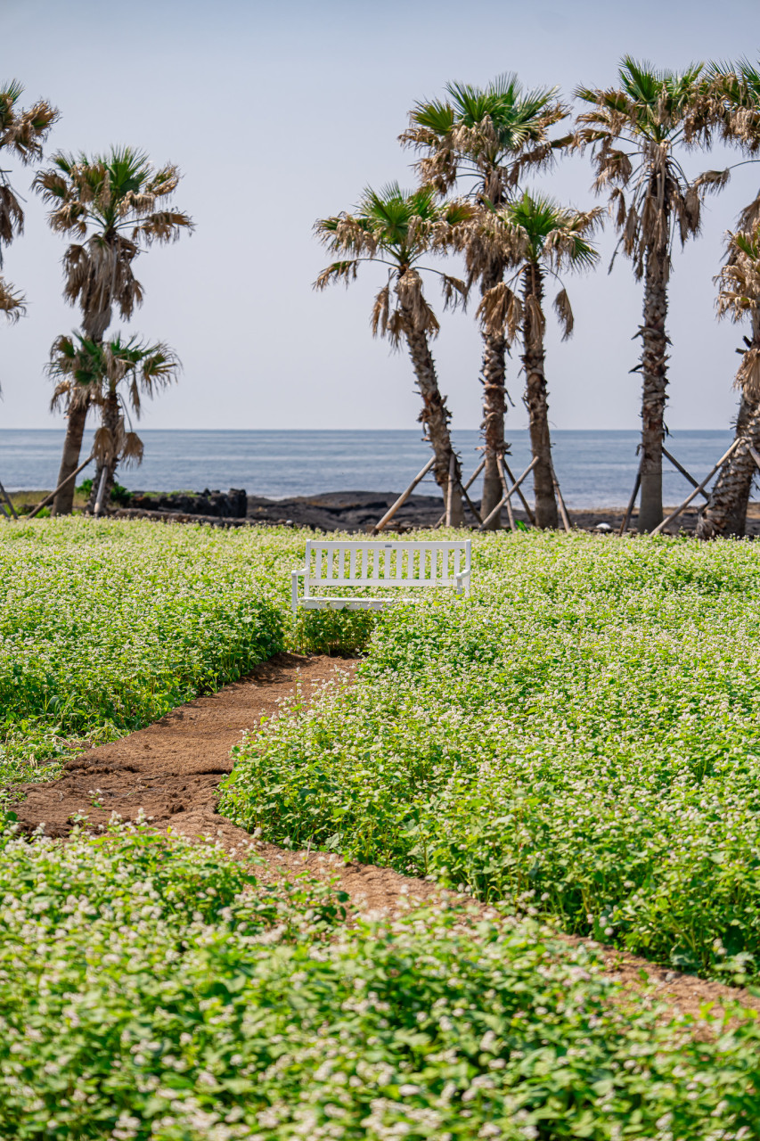 웨이뷰 메밀꽃 축제