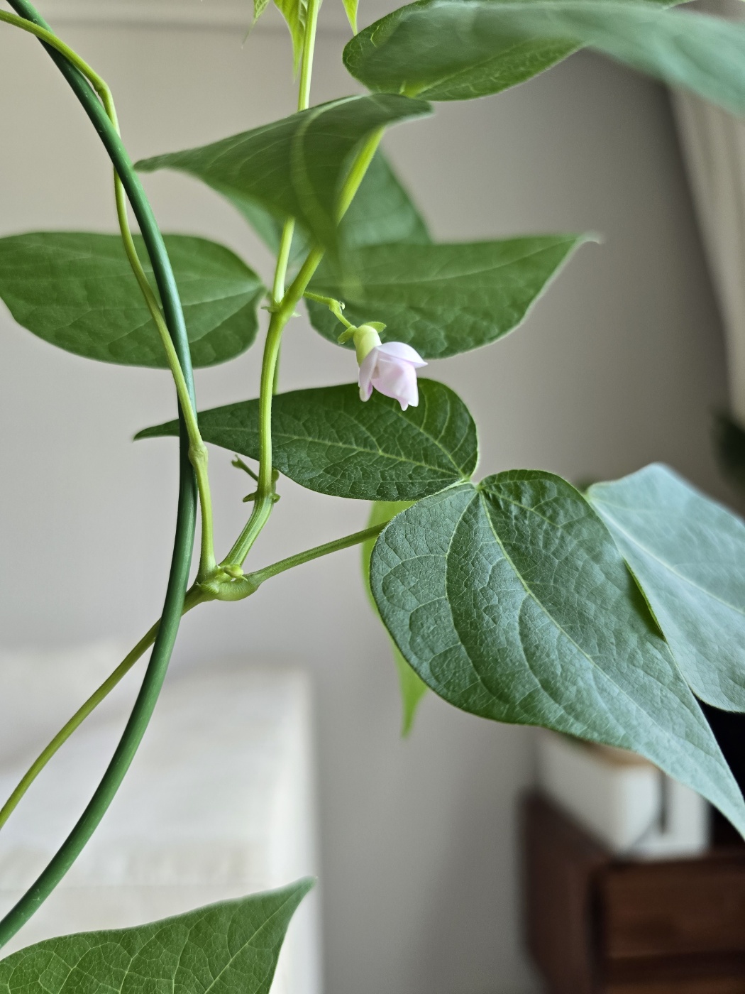 연보라빛이 예쁜강낭콩의 꽃