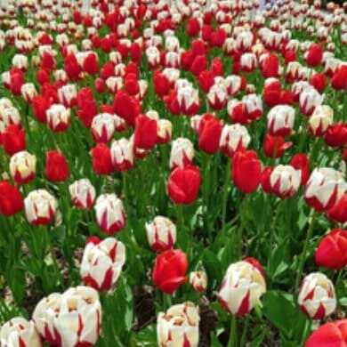 태안 세계 튤립 꽃 박람회