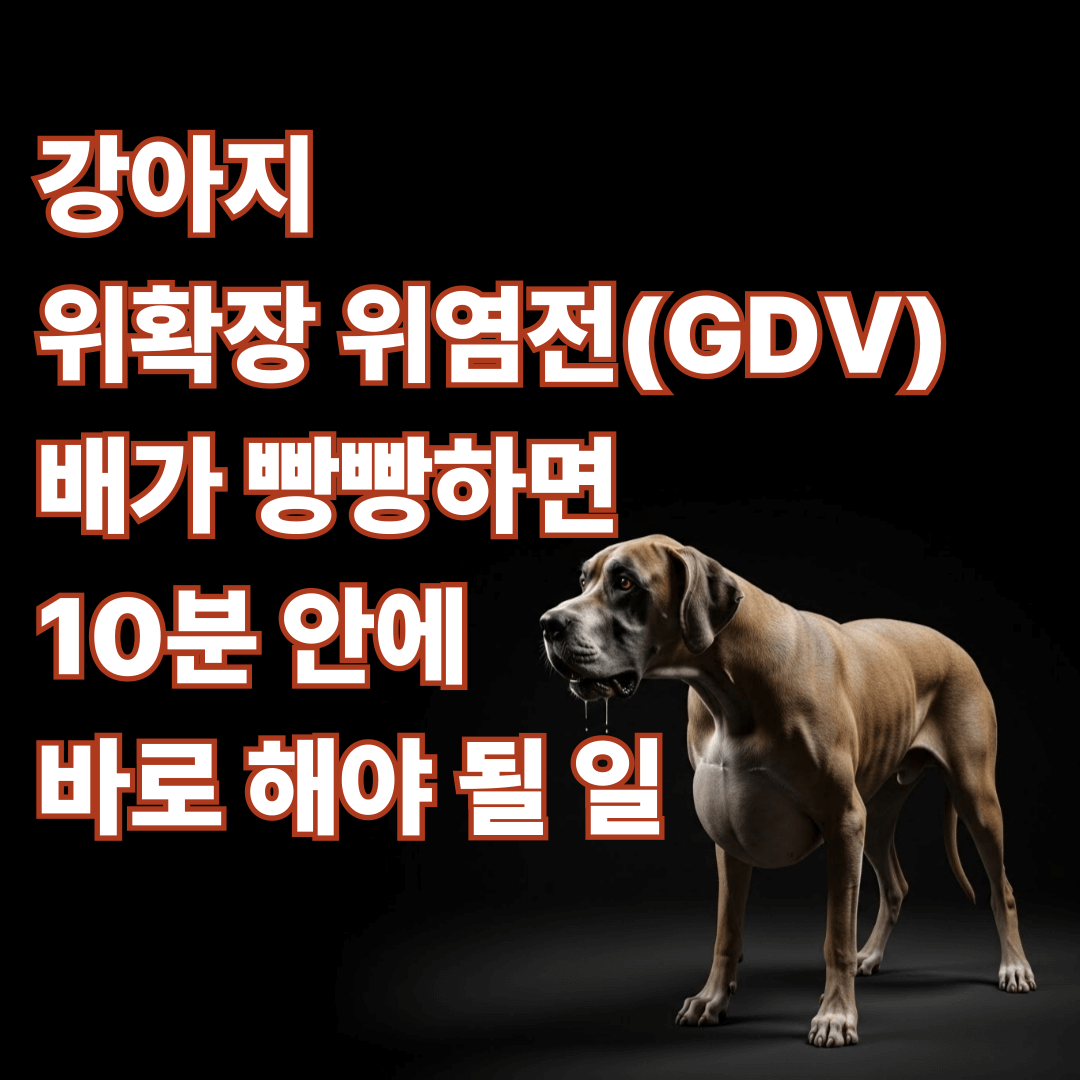 강아지 위확장 위염전(GDV) 배가 빵빵하면 10분 안에 바로 조치 방법