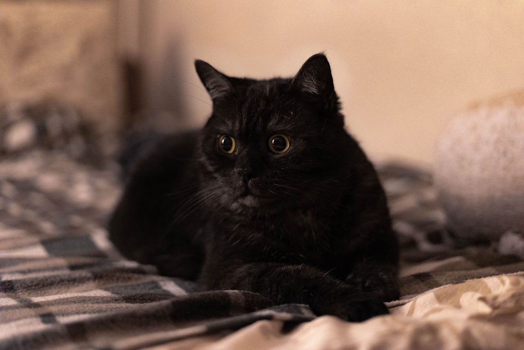 Cat.