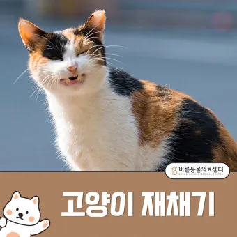 "고양이