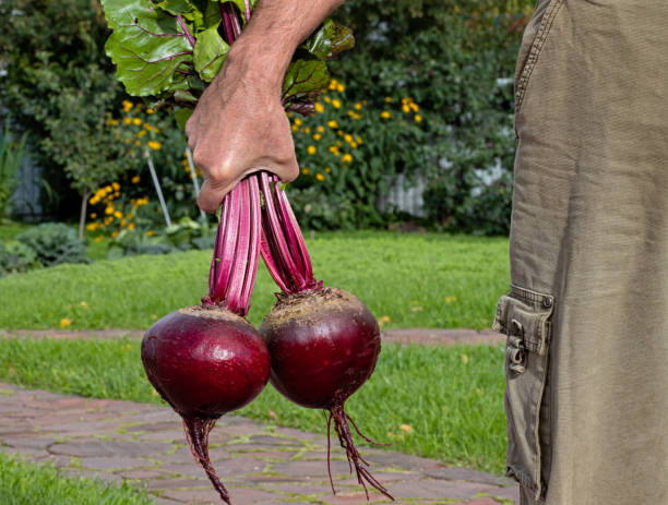 베타 레인 효능