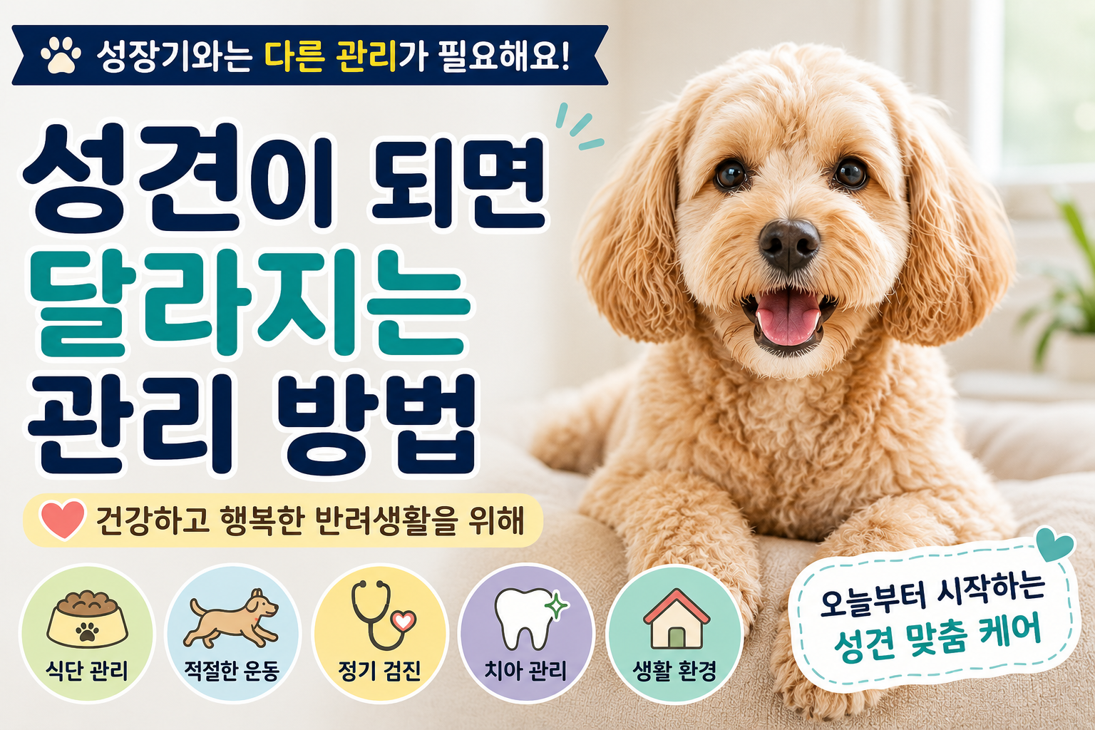 성견이 되면 달라지는 관리 방법