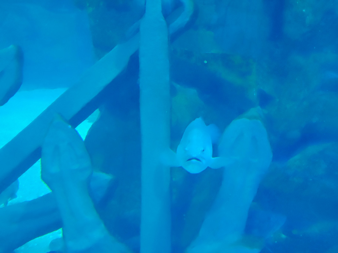 롯데월드 아쿠아리움 대형 수족관