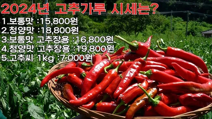 영양 고추 가격 시세 10근가격 현재 농산물 시세_2