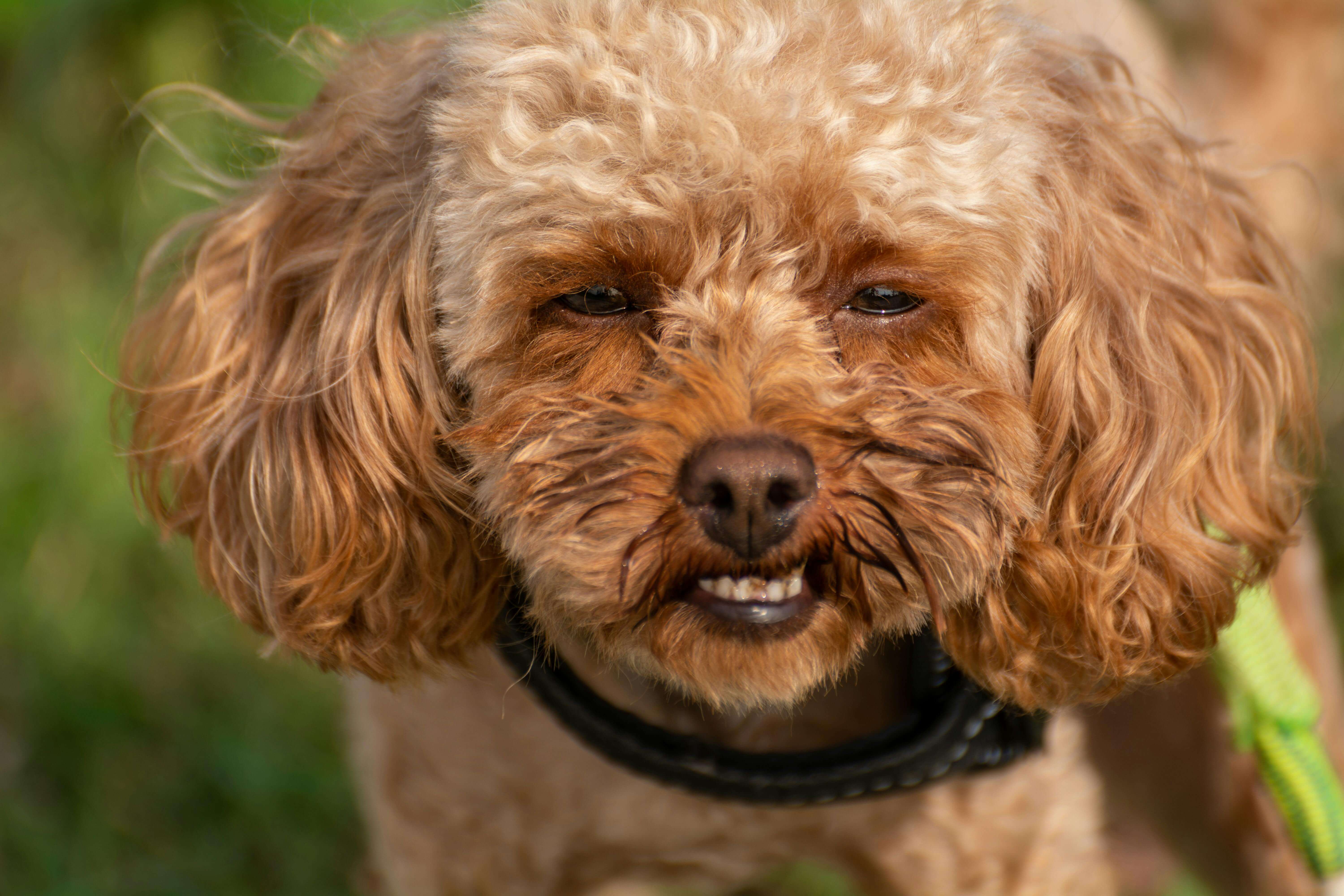 반려견 치과&middot;스케일링 비용 분석 (2025년 평균 단가 &amp; 보험 보장 범위)