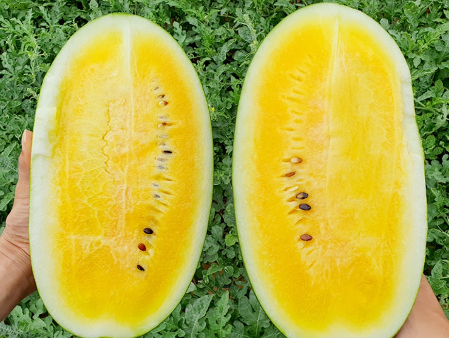 EBS-극한직업-전북-고창-블랙망고수박-노란수박-아어가지농장