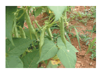 강낭콩 심는 시기, 효능, 키우기, 모종, 파종 방법