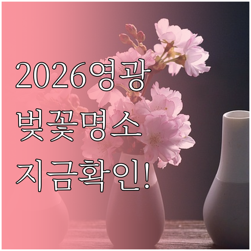 2026년 영광 벚꽃 개화 시기 만개..