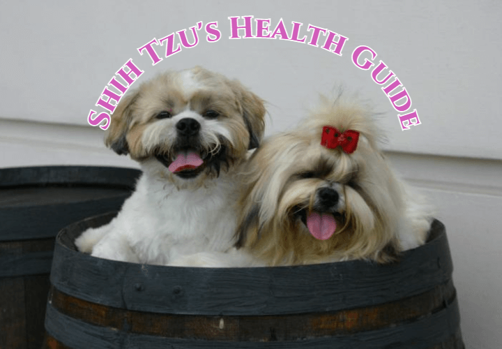 Shih Tzu's Health Guide
