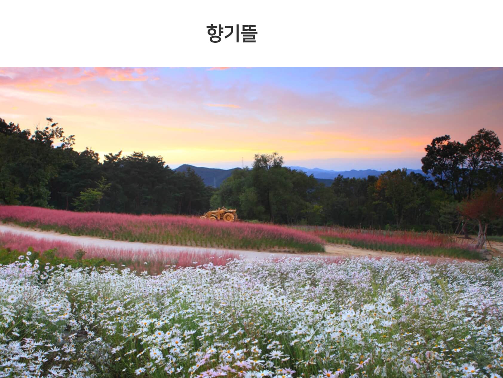 가산수피아 플라워 페스티발