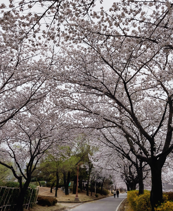 벚꽃 나들이