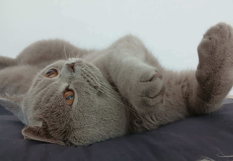 집사를 신뢰하는 고양이는 배를 보이고 누워서 한참 놀거나 자기도 합니다.