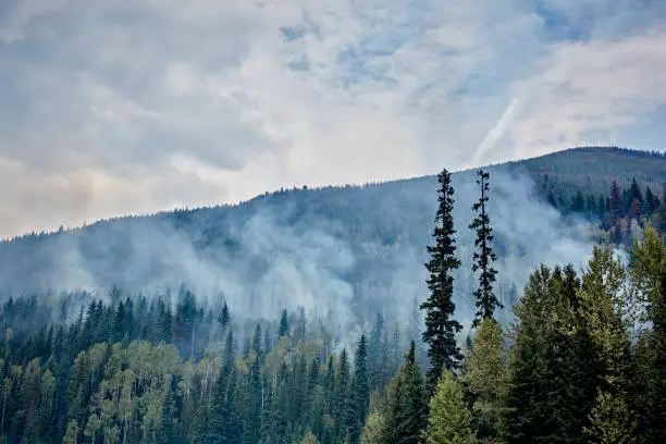 산불 예방 원인