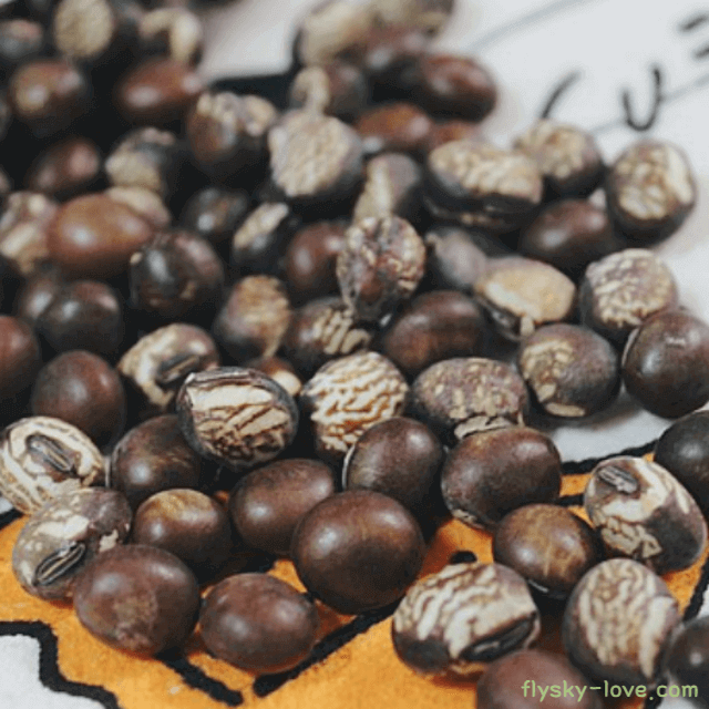 밤콩 고르는 법