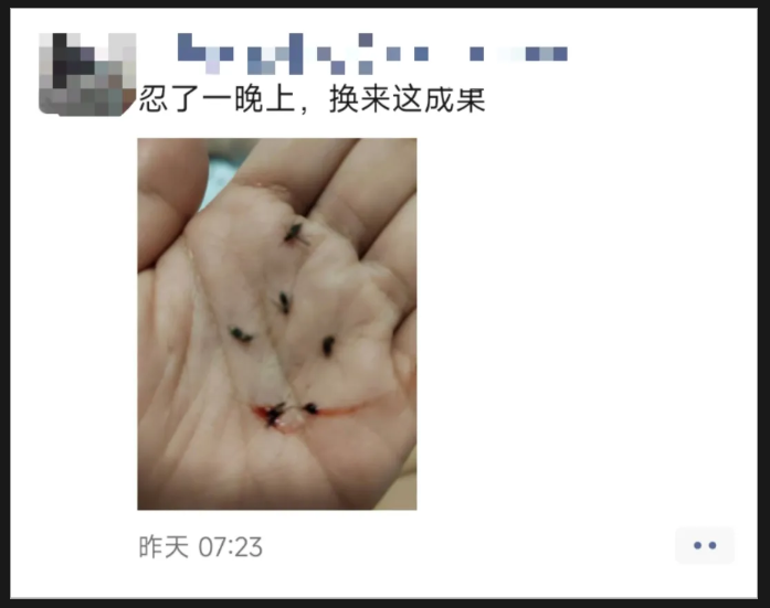 중국 광저우 모기