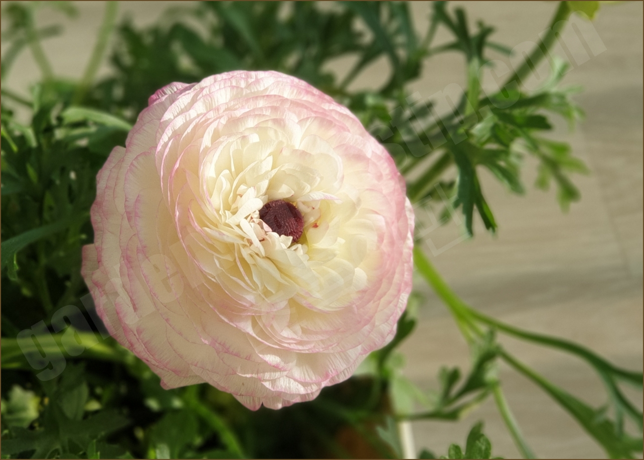 봄에 화사하게 핀 연핑크색 라넌큘러스 꽃