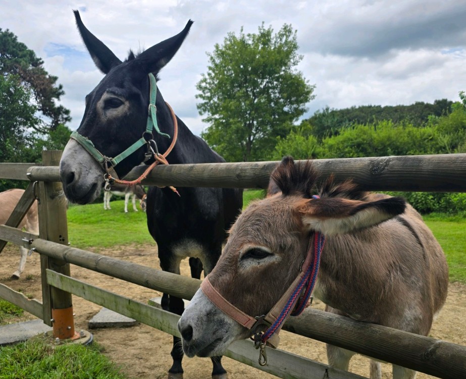 생방송오늘아침 시골에서 돈을 벌다 당나귀체험농장 당나귀 2마리