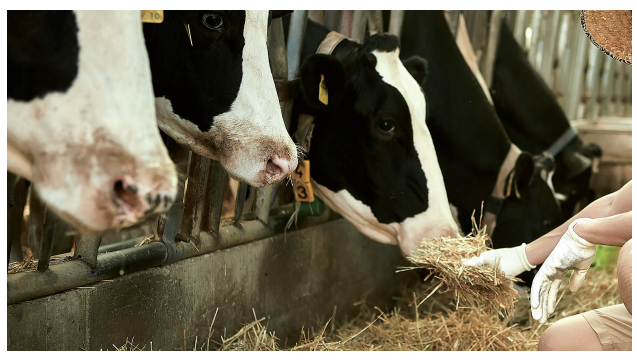 낙농-사육종사자-하는일-업무환경-되는법-학과-전망