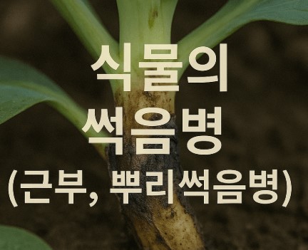 썩음병 (근부, 뿌리썩음병) – 뿌리부위가 무르고 검게 썩는 질병 사진