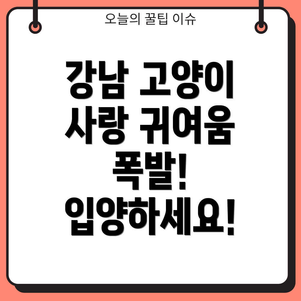 고양이 분양