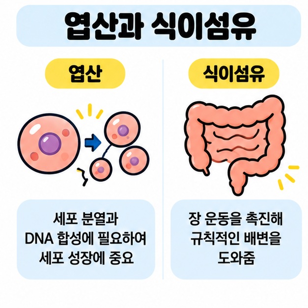 아스파라거스의 엽산이 세포 분열과 DNA 합성에 필요하고 식이섬유가 규칙적인 배변에 도움을 줄 수 있음을 보여주는 카드