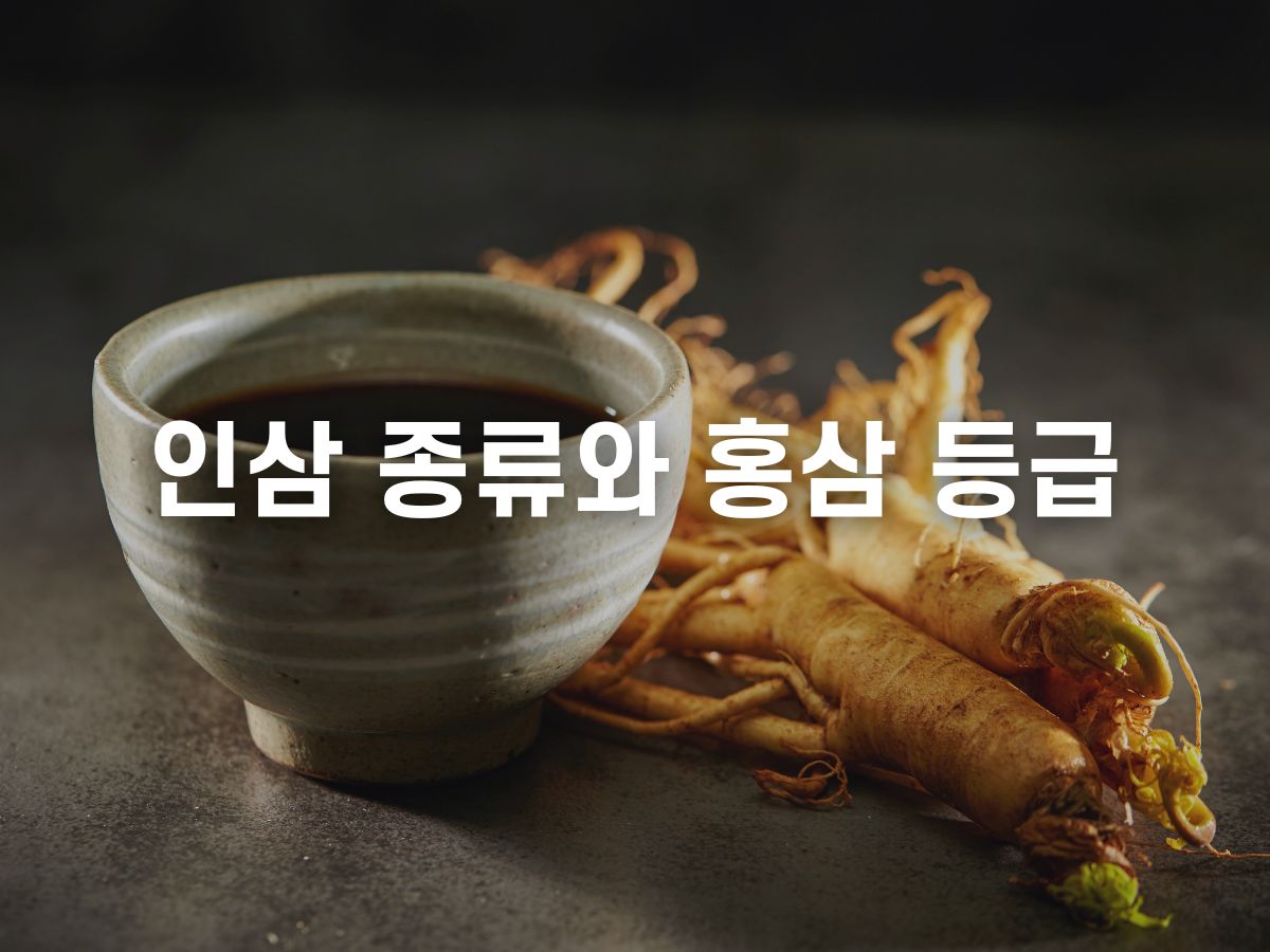 인삼 종류와 홍삼 등급 (천삼, 지삼, 양삼)