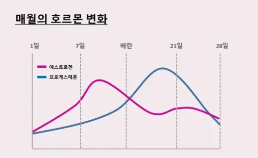 호르몬 변화