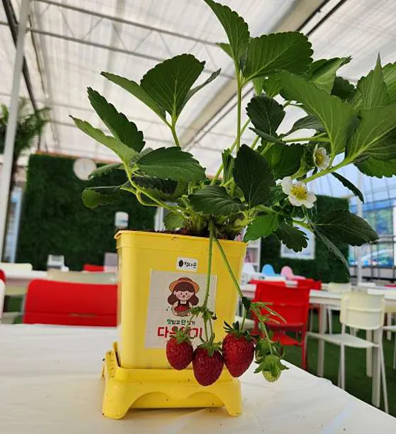 다은딸기