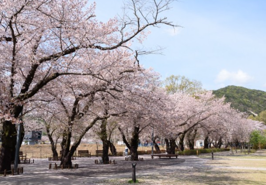 울산 벚꽃 명소 사진