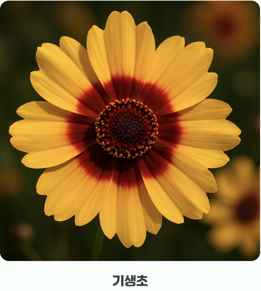 금계국과의 쉬운 구별법