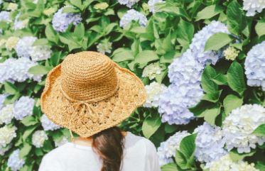 제주 휴애리 수국축제