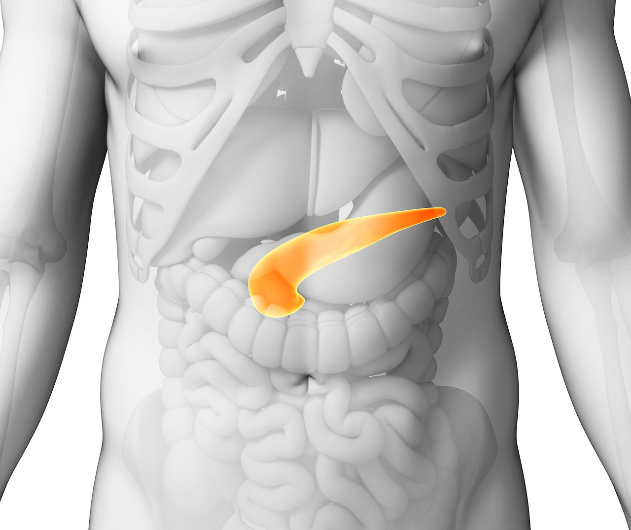 췌장 위치 그림