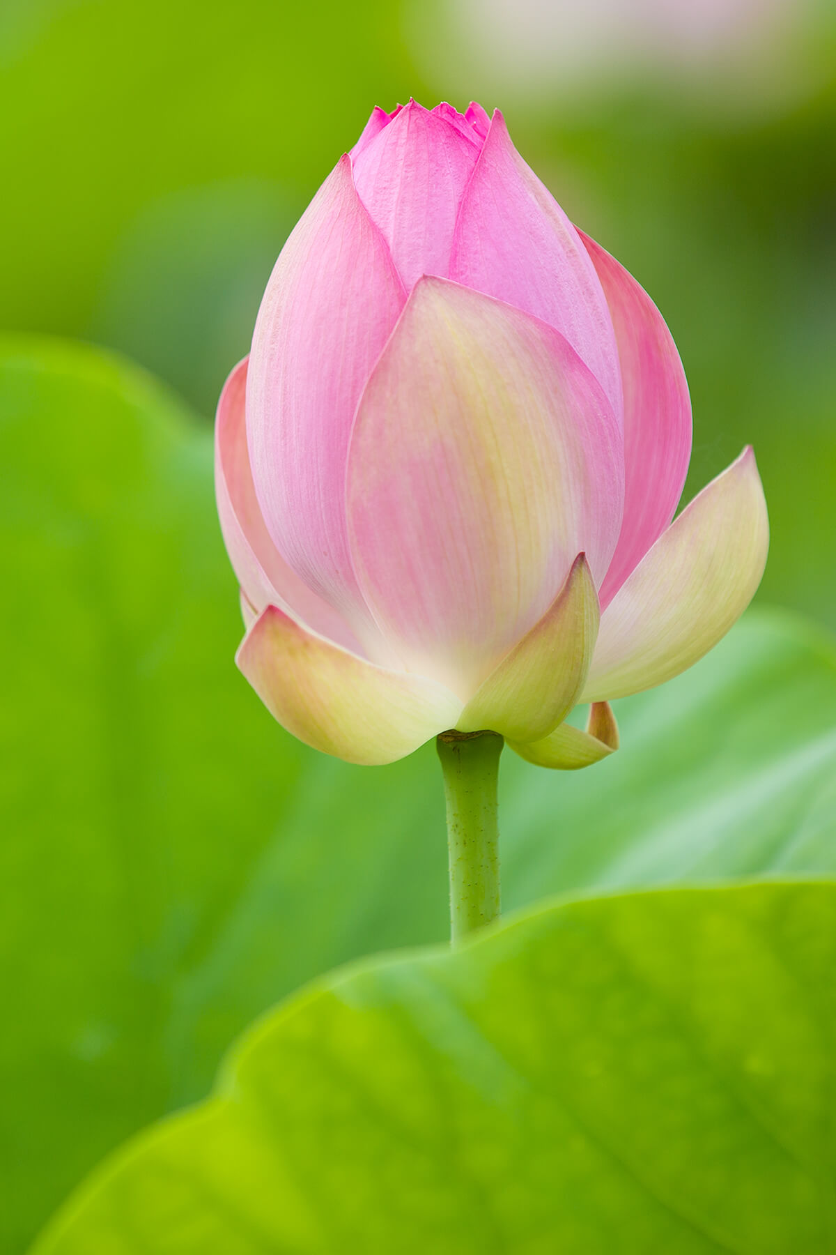 관곡지 연꽃9